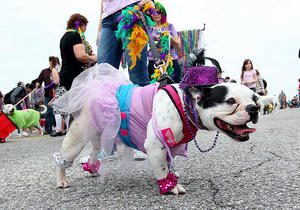 galveston tx dog and cat mardi gras kreweofbarkus