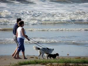 couple walking with dogs on galveston island beach
