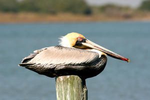 photo of pelican on post taken at featherfest in galveston island 