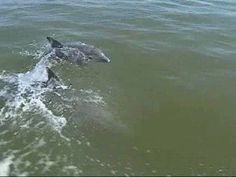 dolphin watching in galveston tx