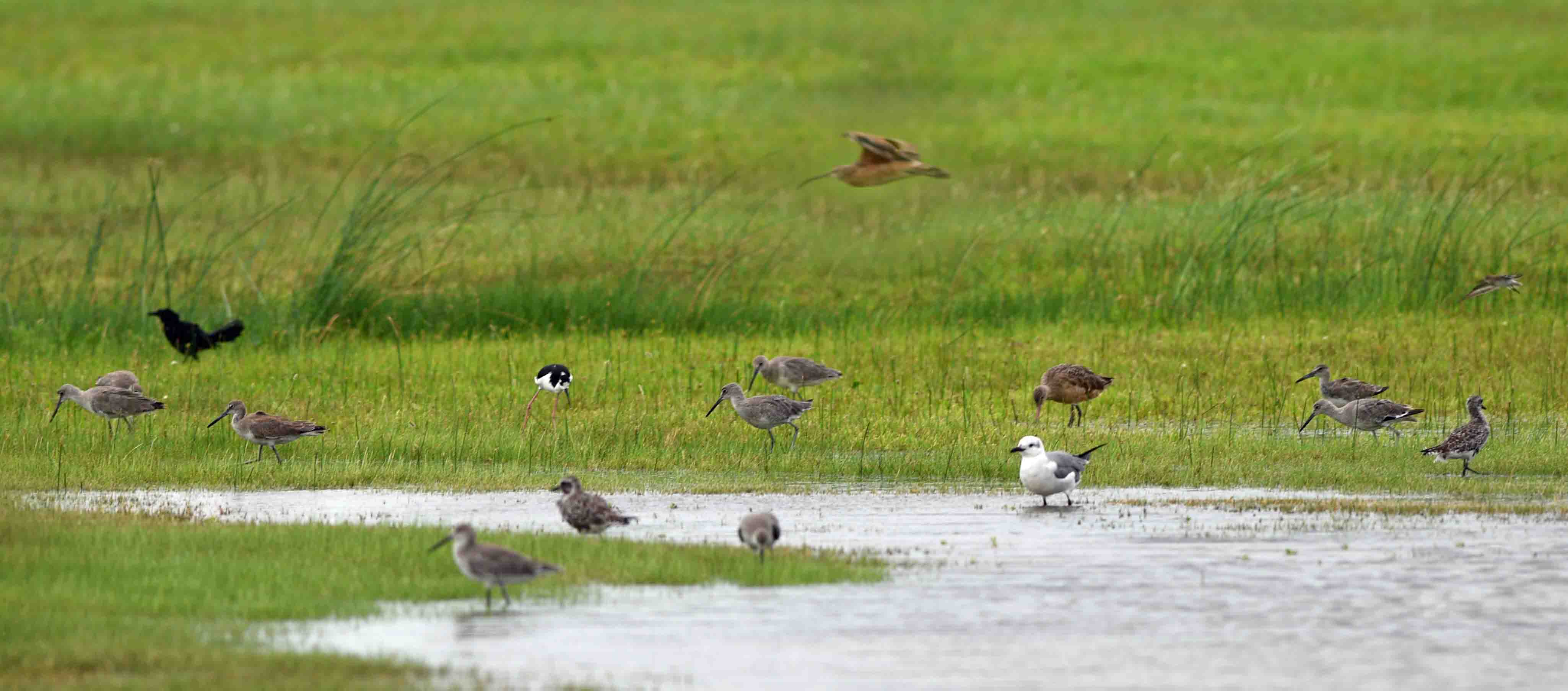 shore birds in water in galveston island texas