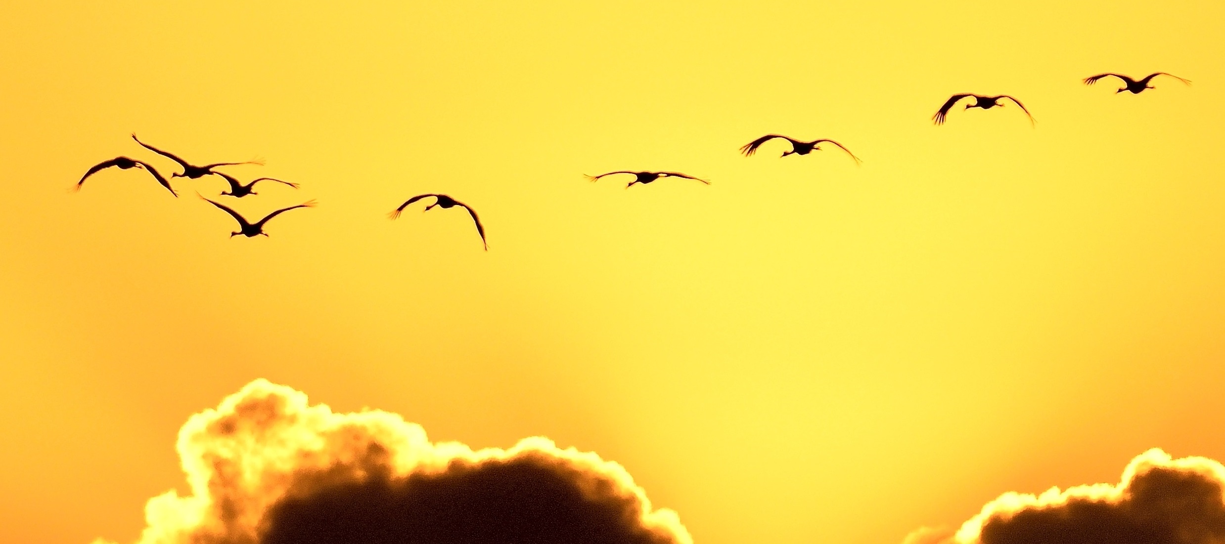 Galveston Island Sunset and Birds