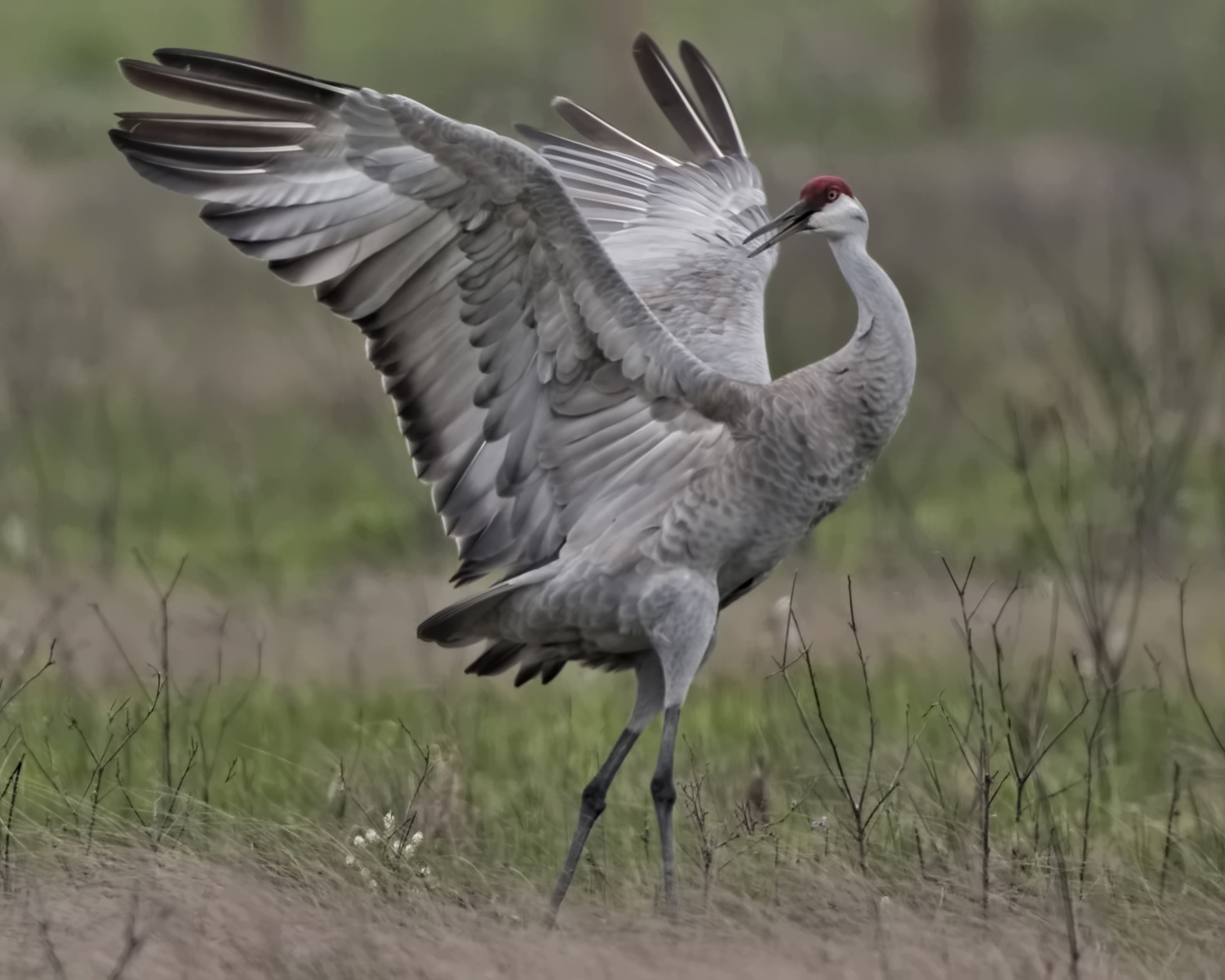 Sandhill Cranes on Galveston Island