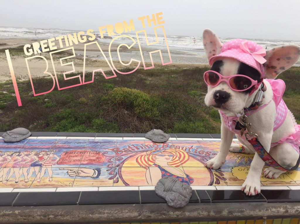Dog Puppy Pet with a Beach View - Dog Friendly Galveston Island