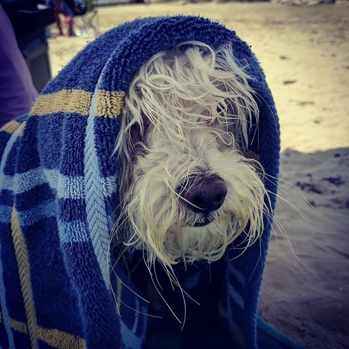 Dog with Beach Towel - Pet Friendly Vacation Rental on Galveston Island