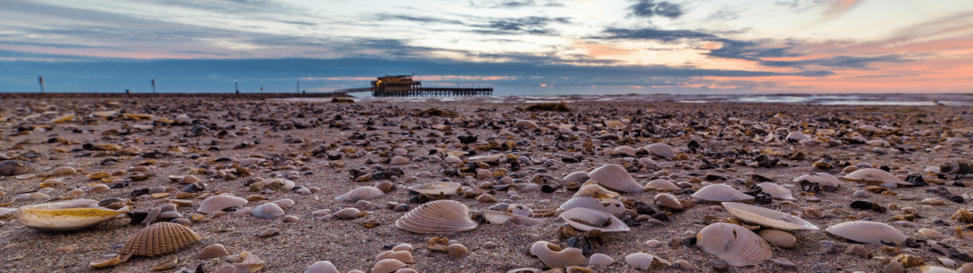 Shells on beach in Galveston TX