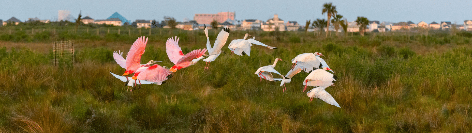 Birds flying over Galveston TX