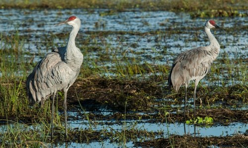 Two Red Sandhill Cranes standing in marshlands, in profile