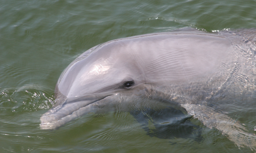 dolphin tours galveston