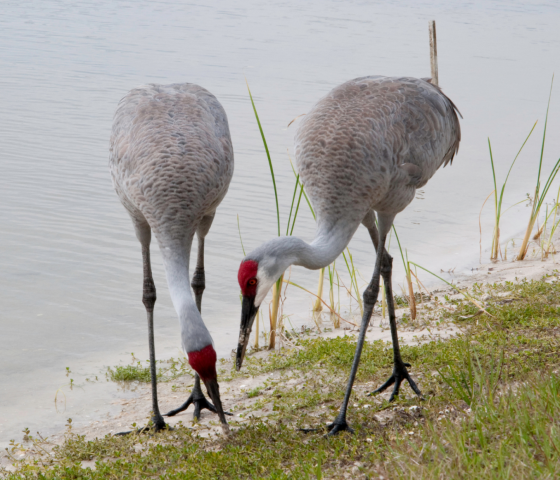 Galveston Island Animals to Discover on Your Next Visit | Sand 'N Sea ...